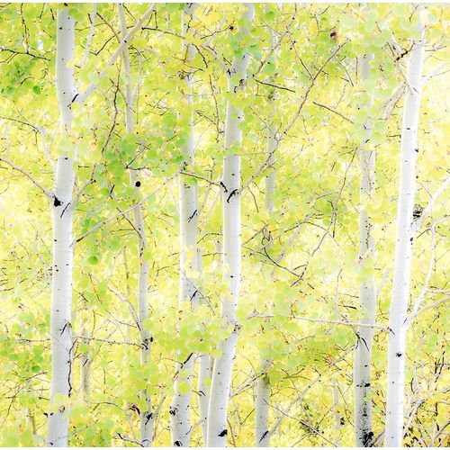 Wyoming-Jackson-Grand Teton National Park and fall colors on Aspen Trees